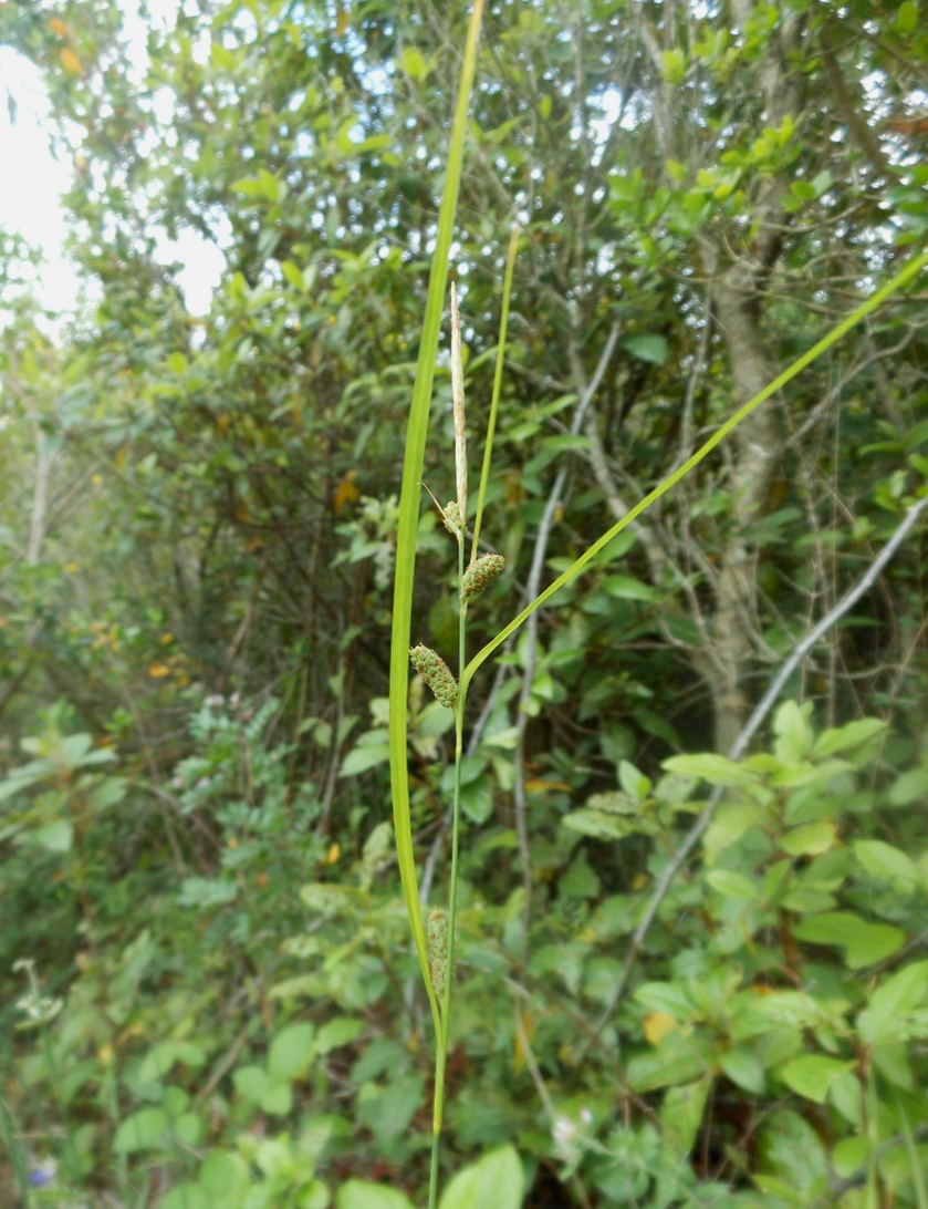 Carex grioletii / Carice di Griolet